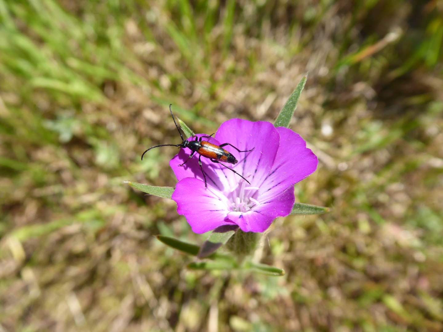 Blümchen mit Käfer