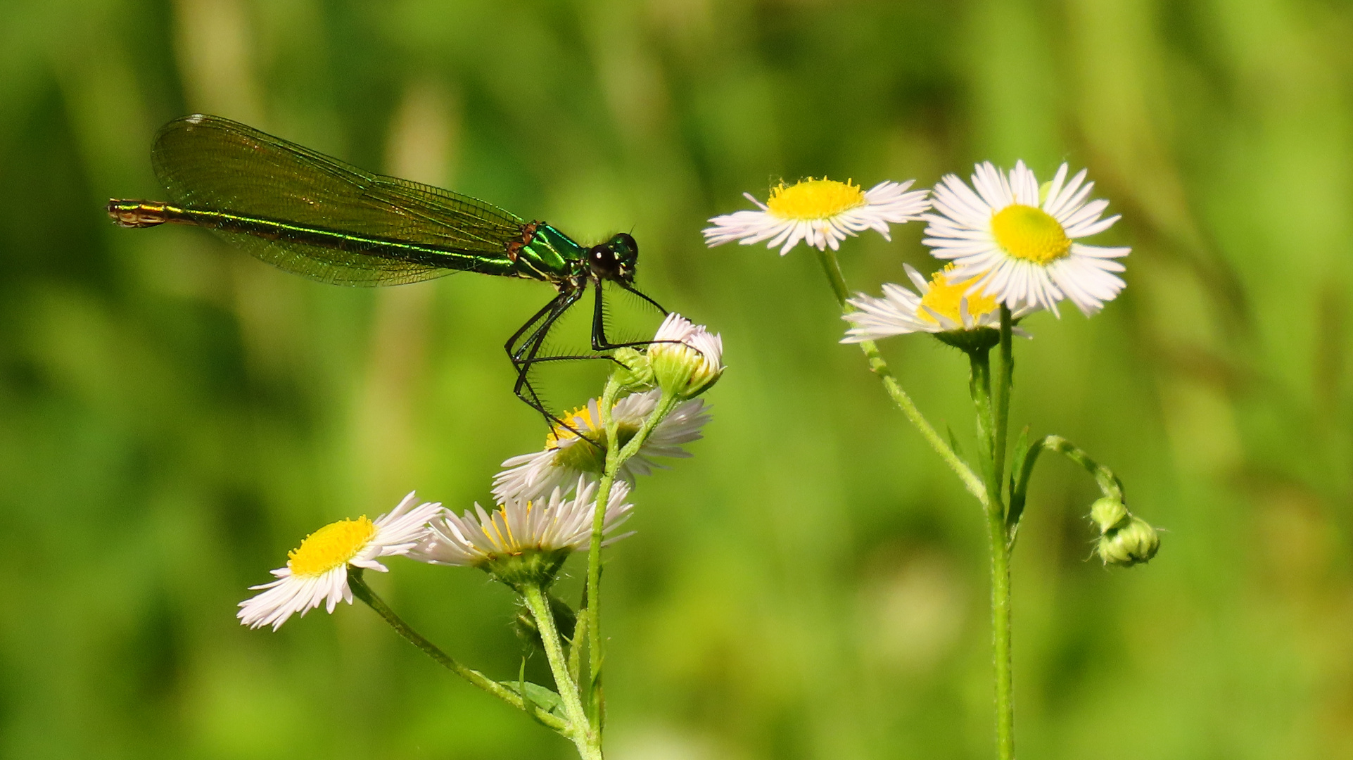 Blümchen mit Libelle