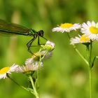 Blümchen mit Libelle