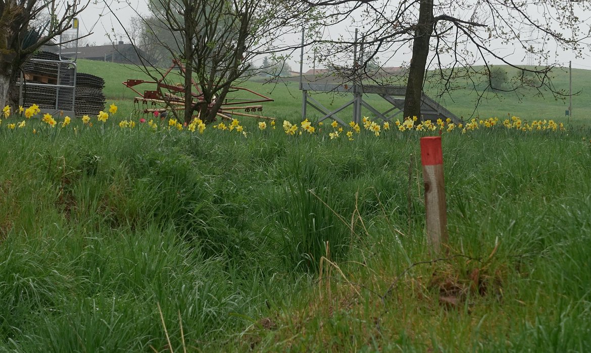 Blümchen mit Pfosten