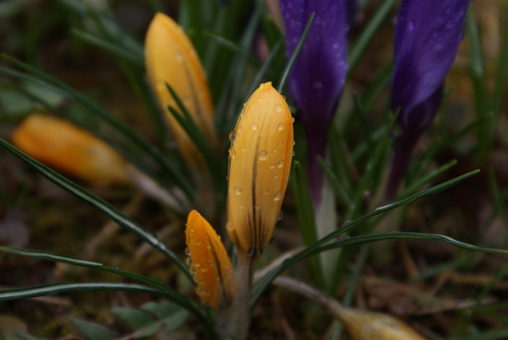 Blümchen mit Regentropfen