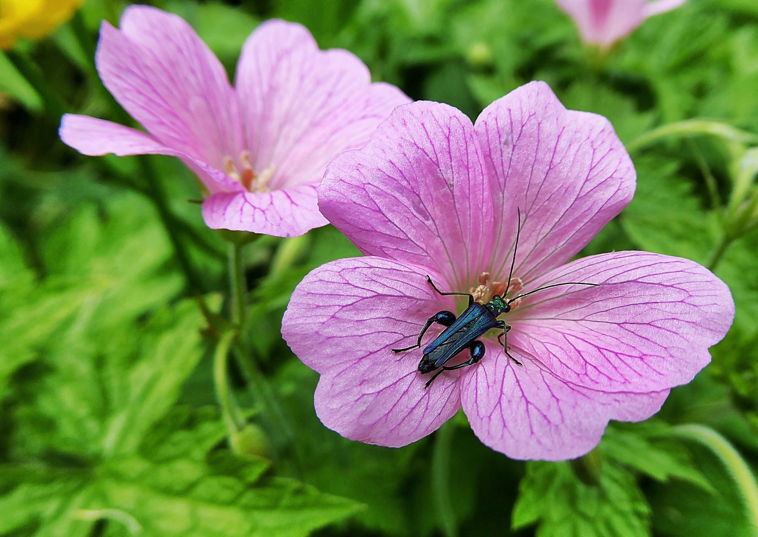 Blümchen mit Scheinbockkäfer