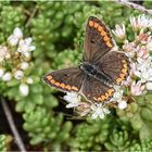 Blümchen mit Schmetterling