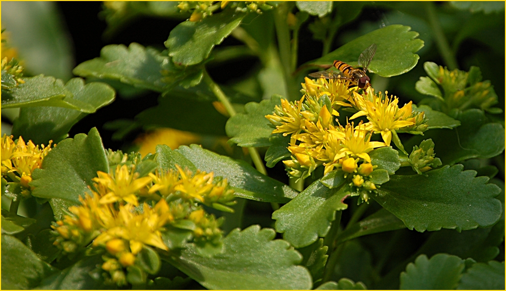 Blümchen mit Schwebefliege