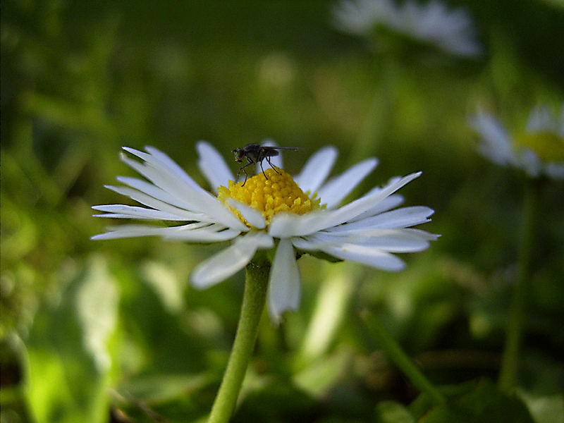 Blümchen mit Sechsbeiner