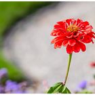 Blümchen mit Suchspiel