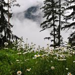 Blümchen mit Talblick;-)