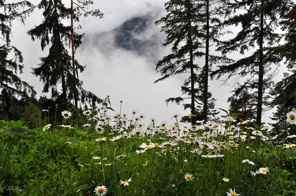 Blümchen mit Talblick;-)