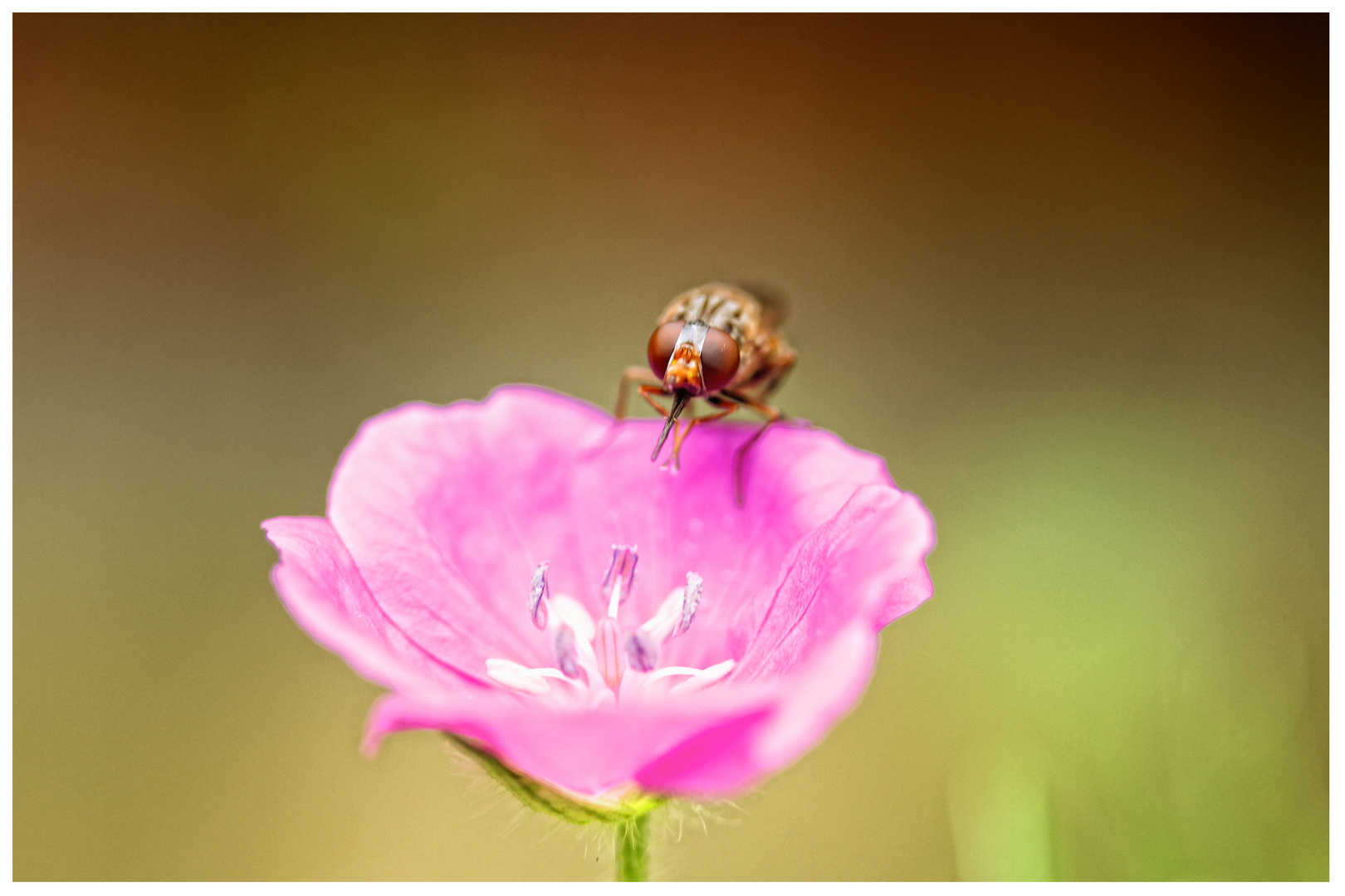 blümchen mit tierchen ;)