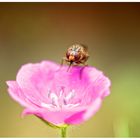 blümchen mit tierchen ;)