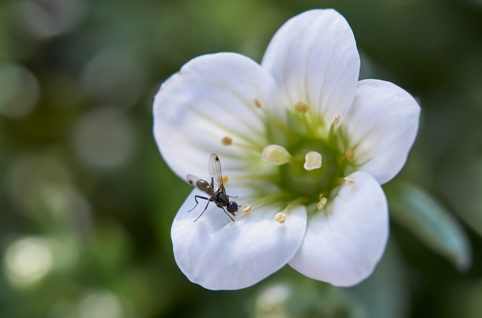 Blümchen mit Tierchen 