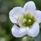 Blümchen mit Tierchen 