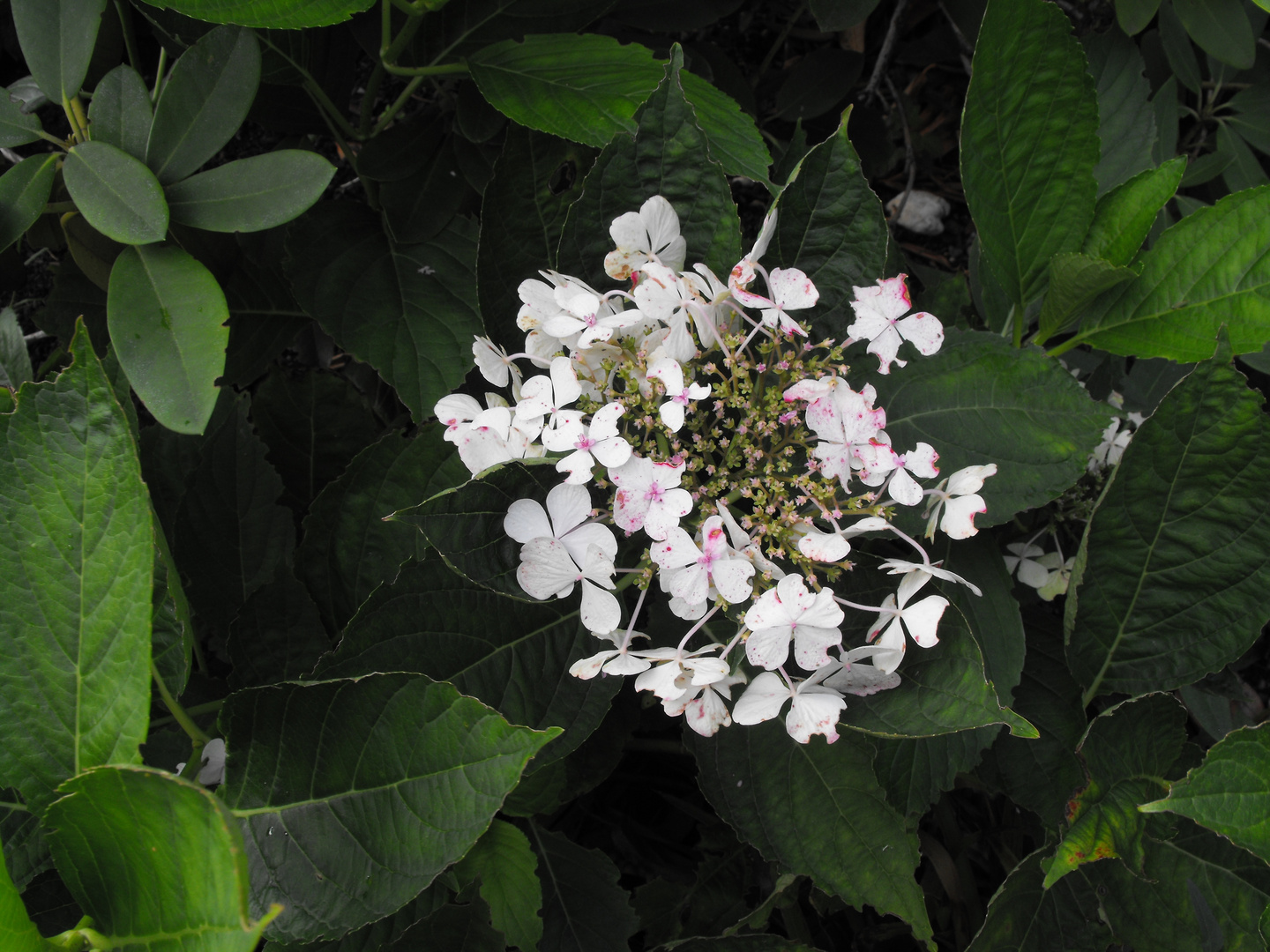 Blümchen mit vielen Blättern