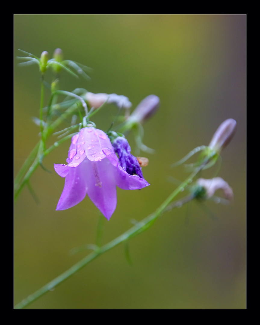 Blümchen mit Wassertropfen