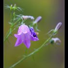 Blümchen mit Wassertropfen