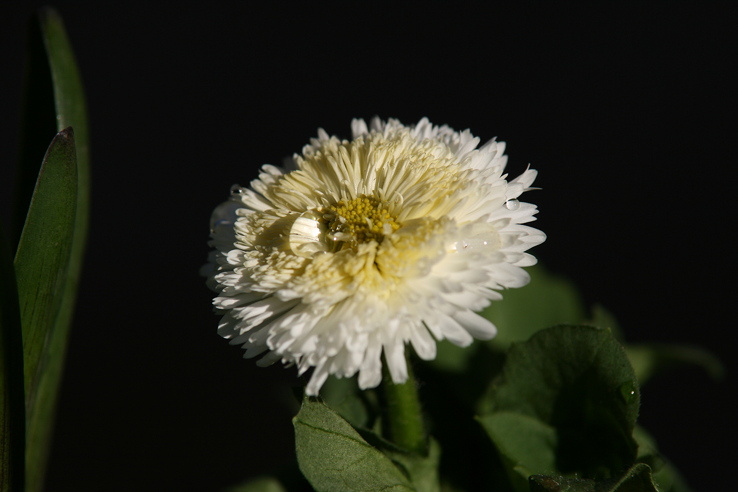 Blümchen mit Wassertropfen