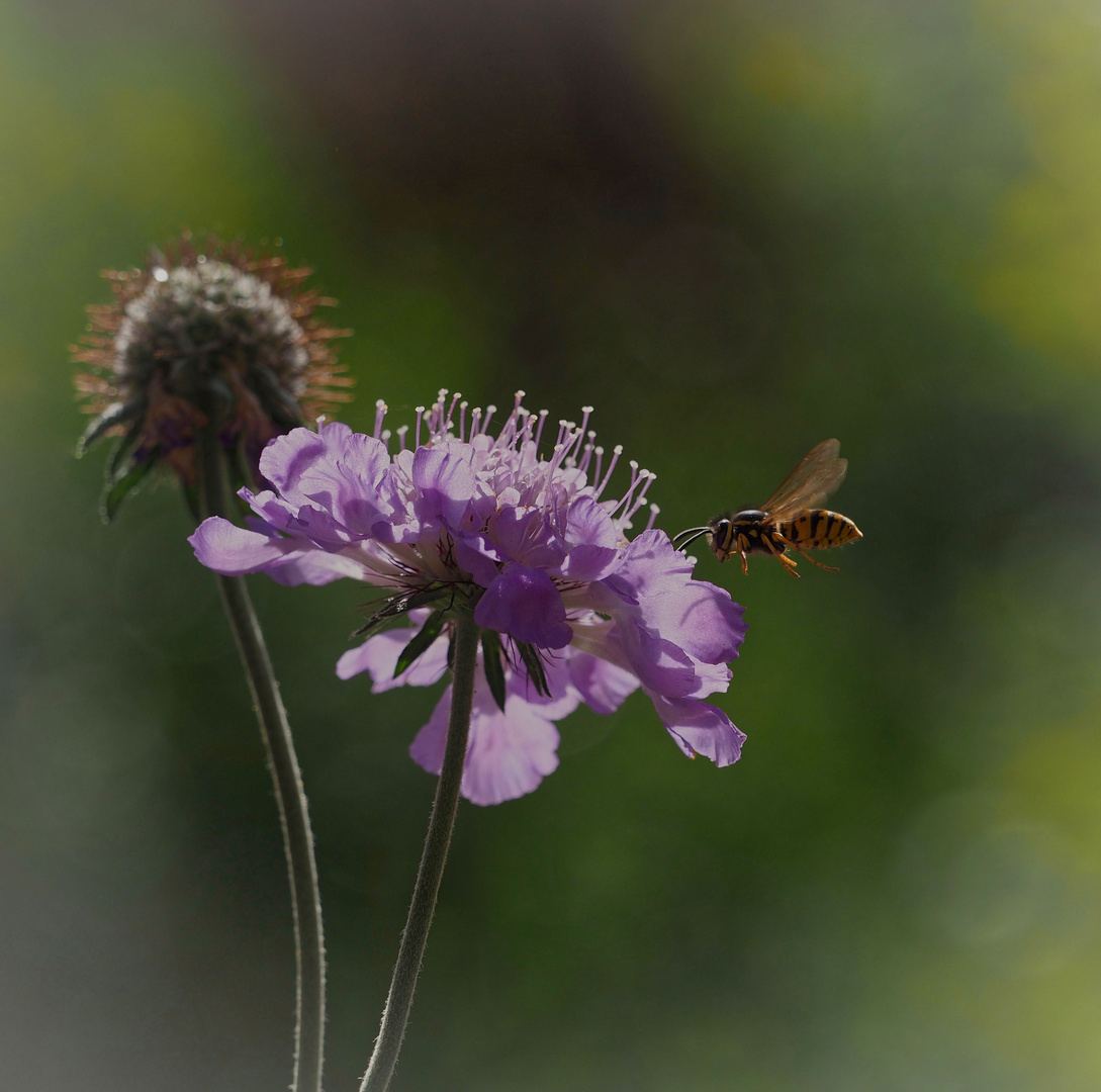 Blümchen mit Wespe