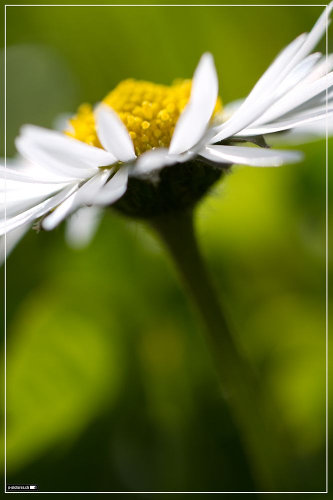 Blümchen mitten im grünen von pb-images