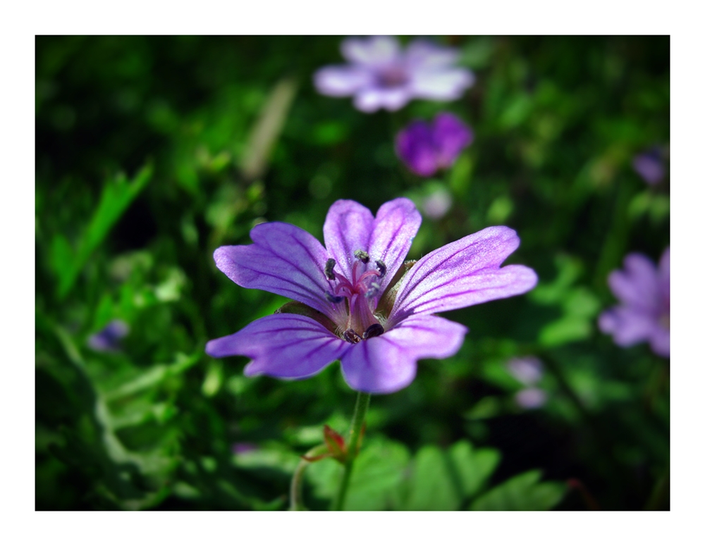 Blümchen mittig