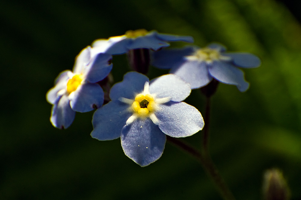 Blümchen - Nahaufnahme