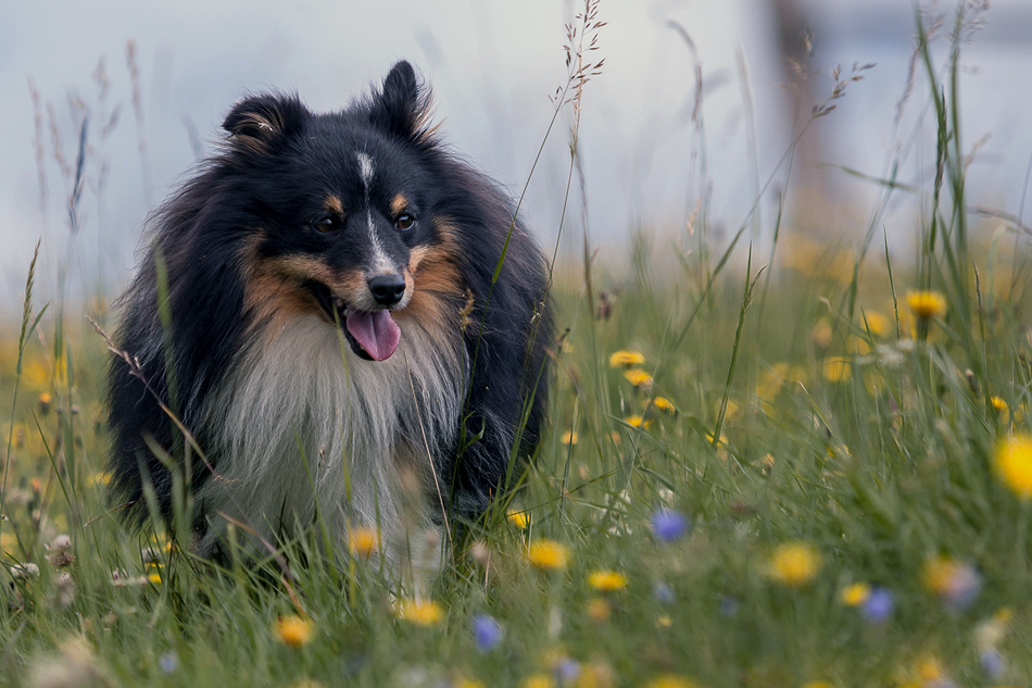 Blümchen .. nix als Gras und Blümchen ..