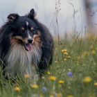 Blümchen .. nix als Gras und Blümchen ..