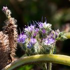 Blümchen oder Unkraut?  Phacelia tanacetifolia