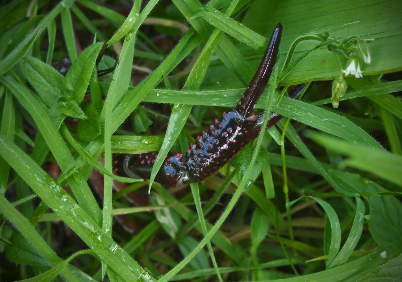 Blümchen pflücken