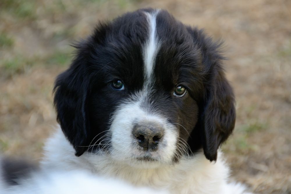 Blümchen-Portrait