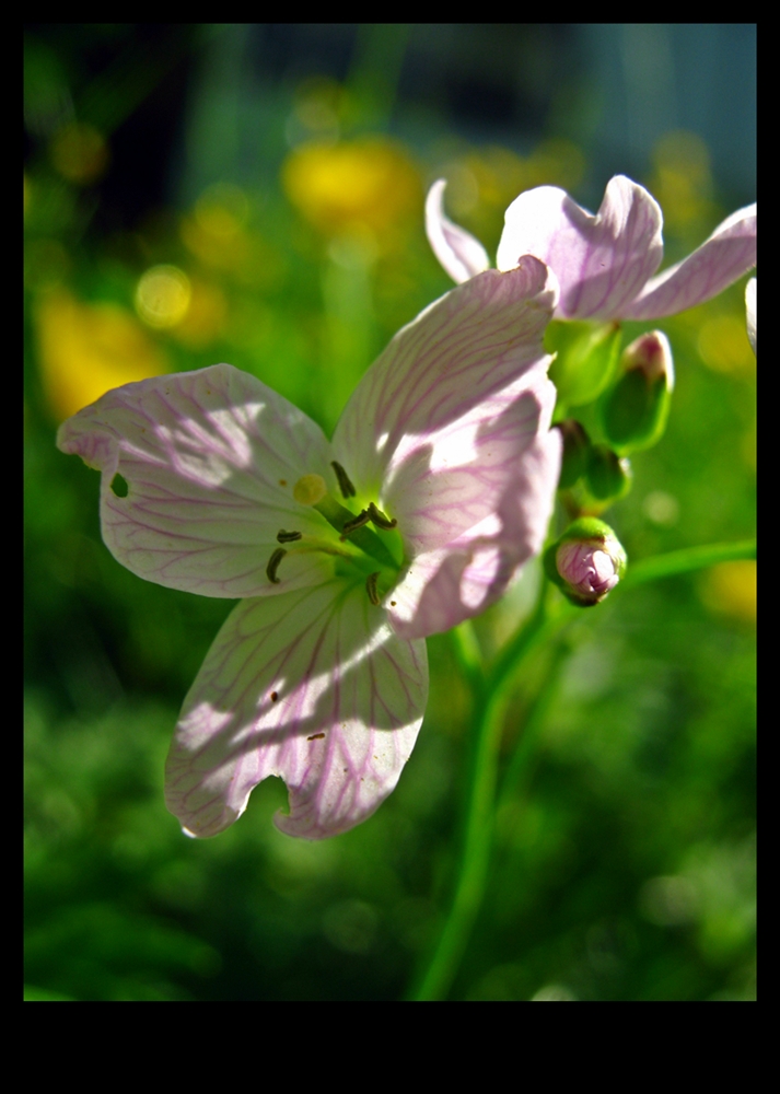 Blümchen rosa.