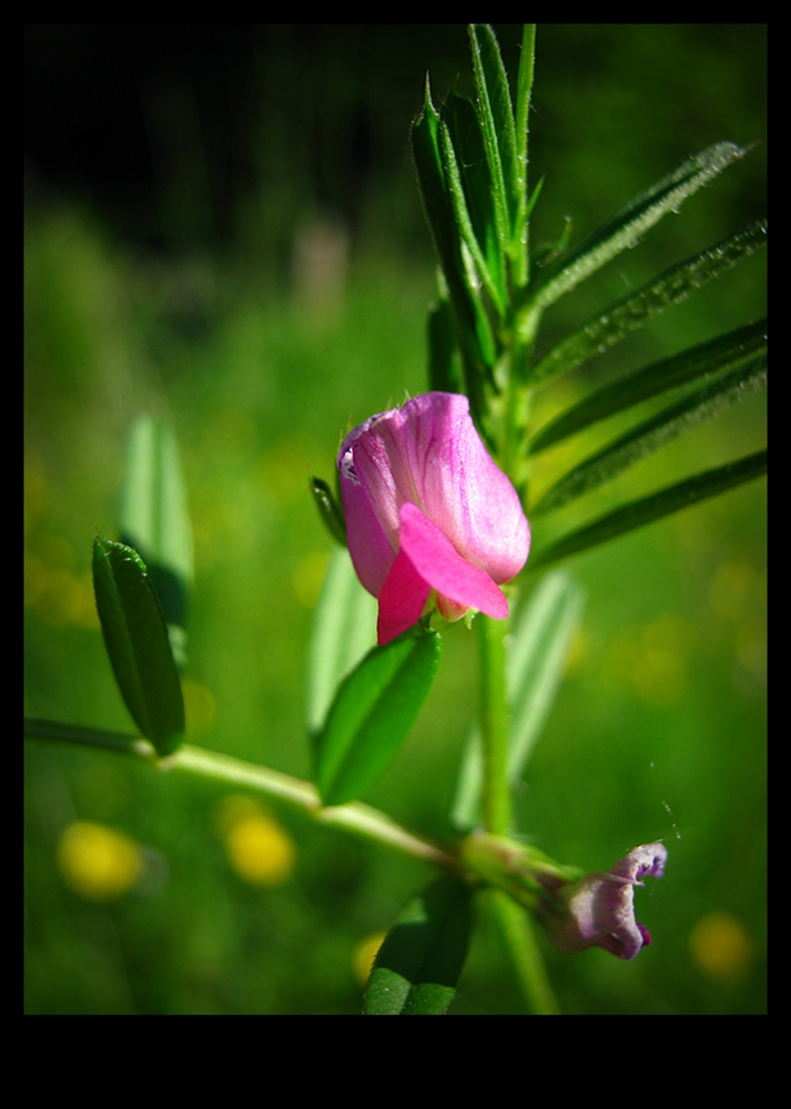 Blümchen rosarot.