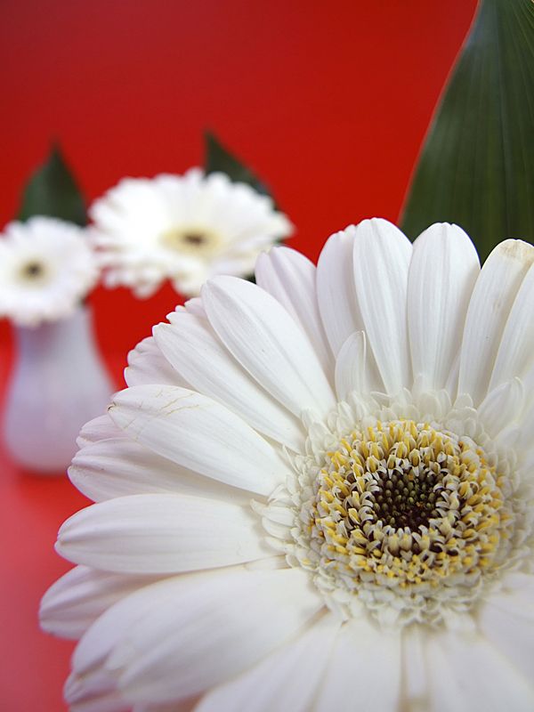 Blümchen rot/weiß