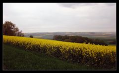 Blümchen satt ;-)