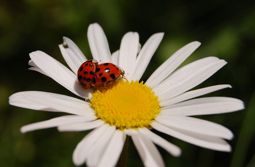 Blümchen-Sex