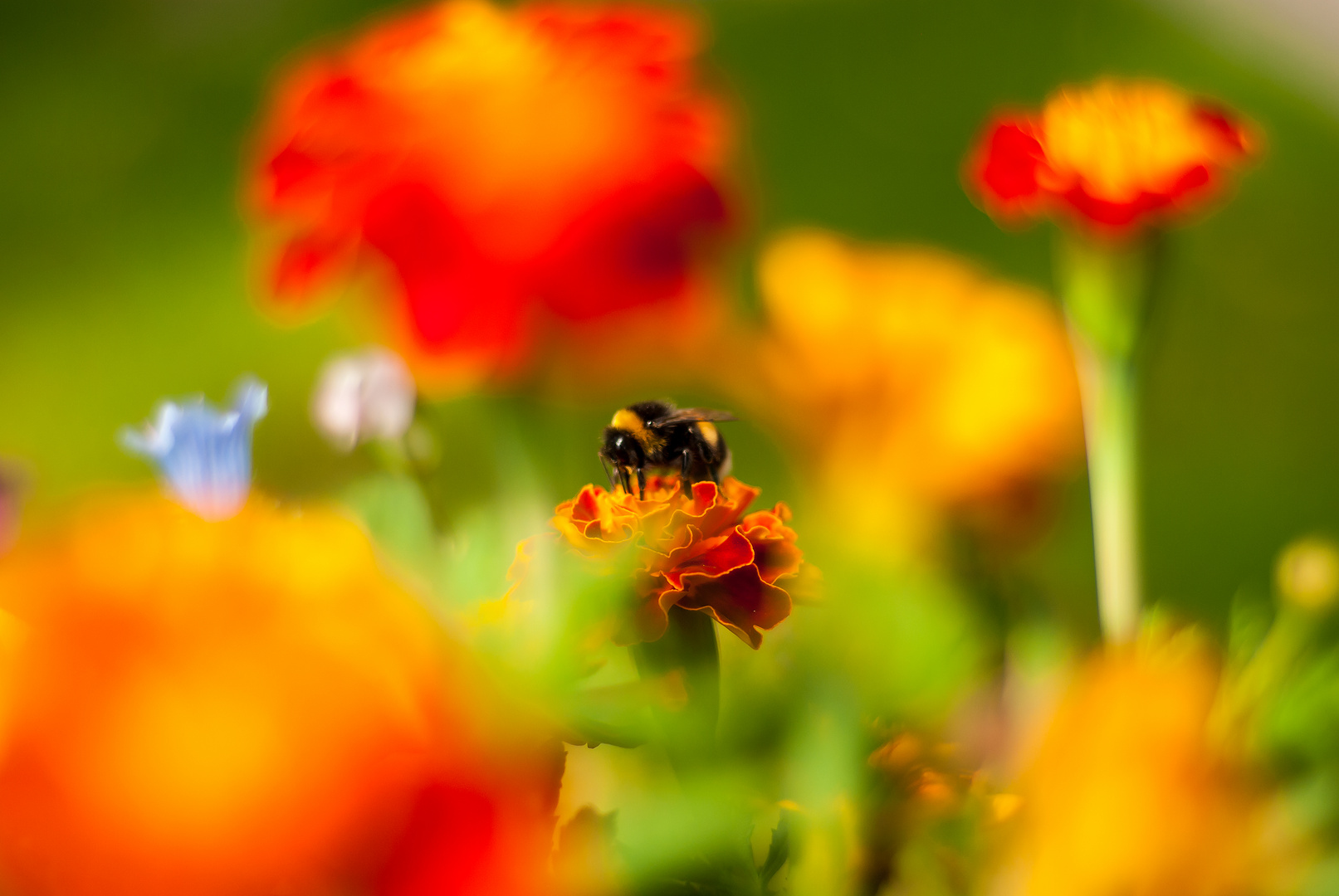 Blümchen sex zum dritten....