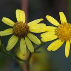 Blümchen ... So schlicht und doch so schön ...