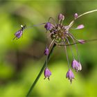 blümchen sucht namen