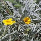 Blümchen-Tänzer auf Madeira