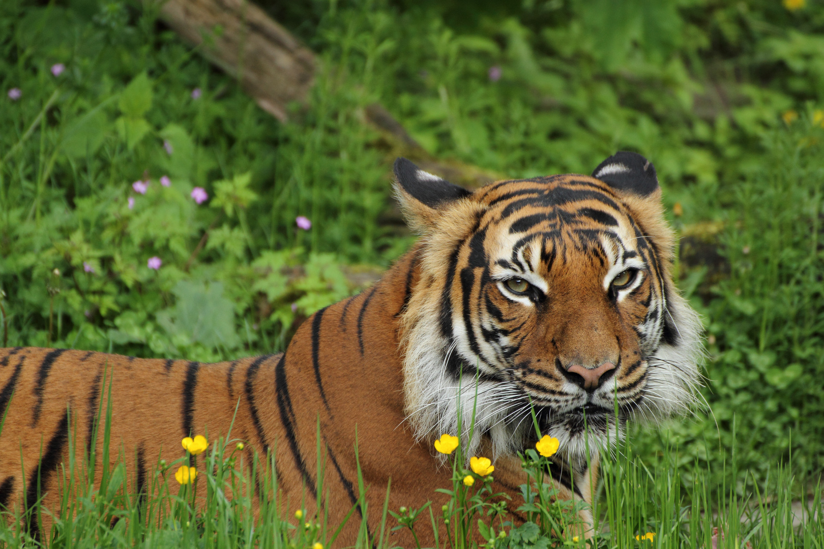 (Blümchen-)Tiger