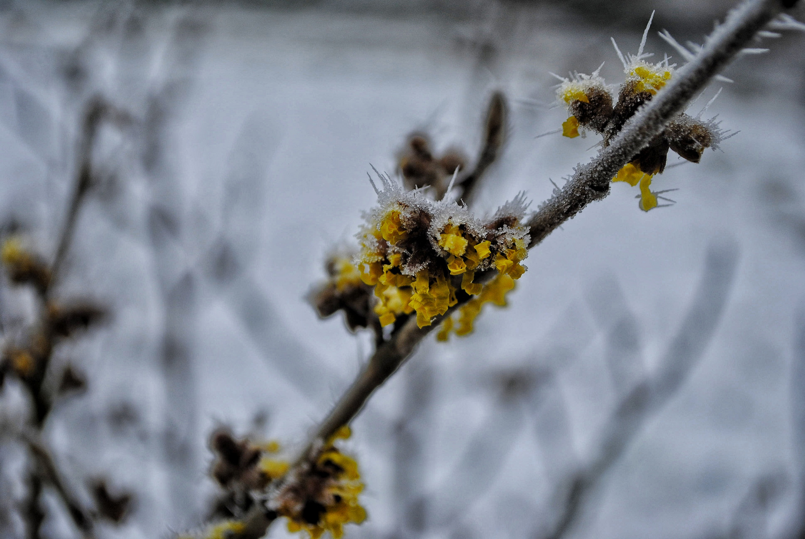 Blümchen trifft Schnee u Frost 