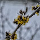 Blümchen trifft Schnee u Frost 