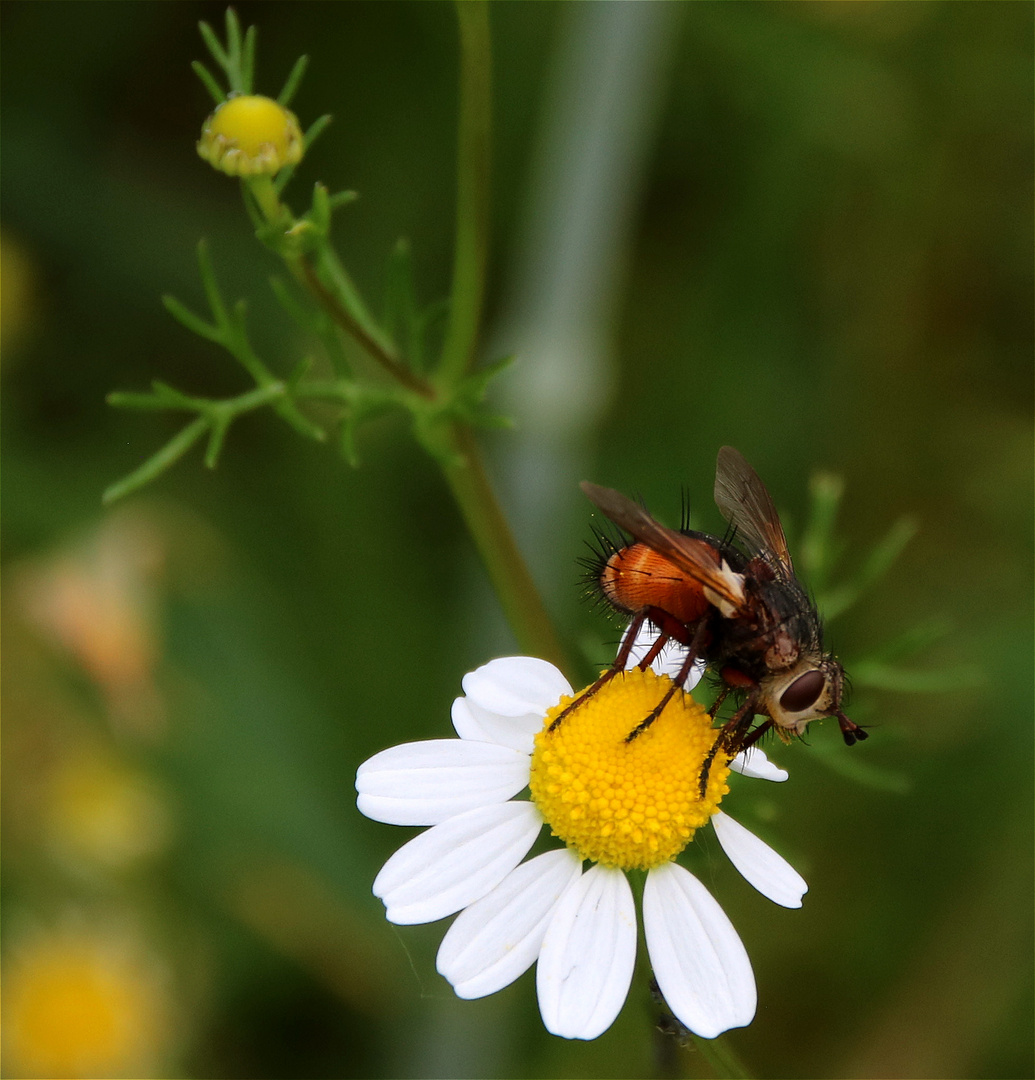 Blümchen u. Fliege.....