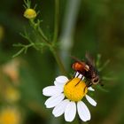 Blümchen u. Fliege.....