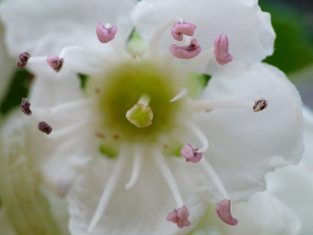 Blümchen unbearbeitet