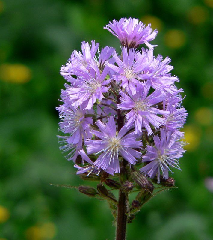 Blümchen unbekannt