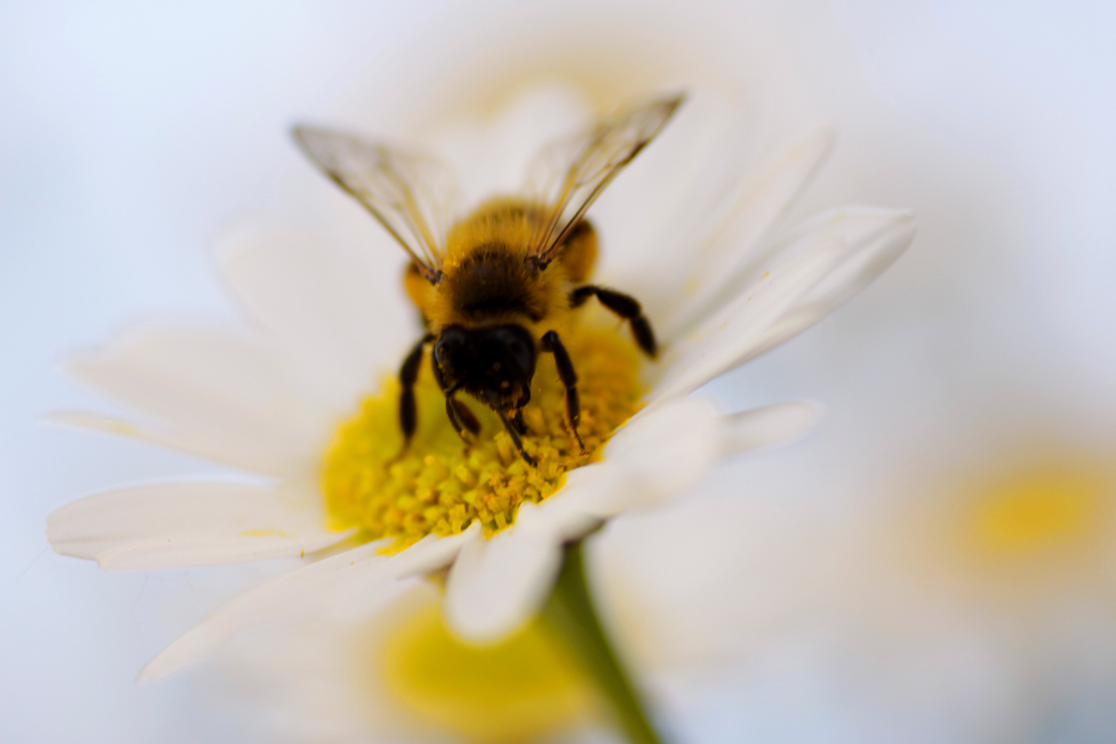 ~*~ Blümchen und Bienchen ~*~