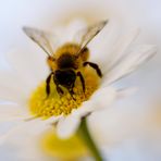 ~*~ Blümchen und Bienchen ~*~