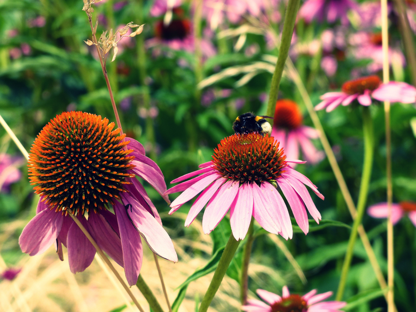 Blümchen und Bienchen