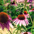 Blümchen und Bienchen