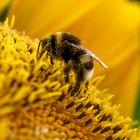 Blümchen und Bienchen